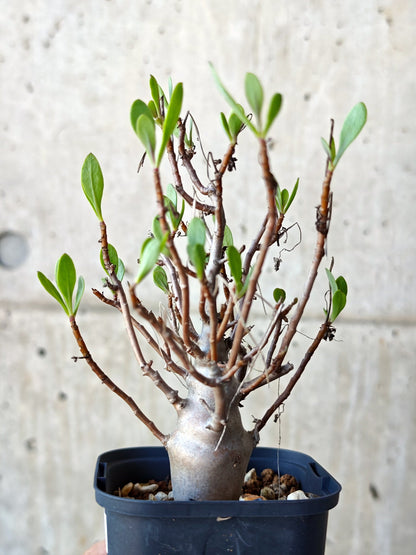 【現品限り】オトンナ・マクロスペルマ 実生 4年以上【N45】 Othonna macrosperma