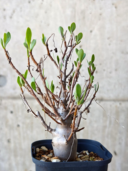 【現品限り】オトンナ・マクロスペルマ 実生 4年以上【N45】 Othonna macrosperma