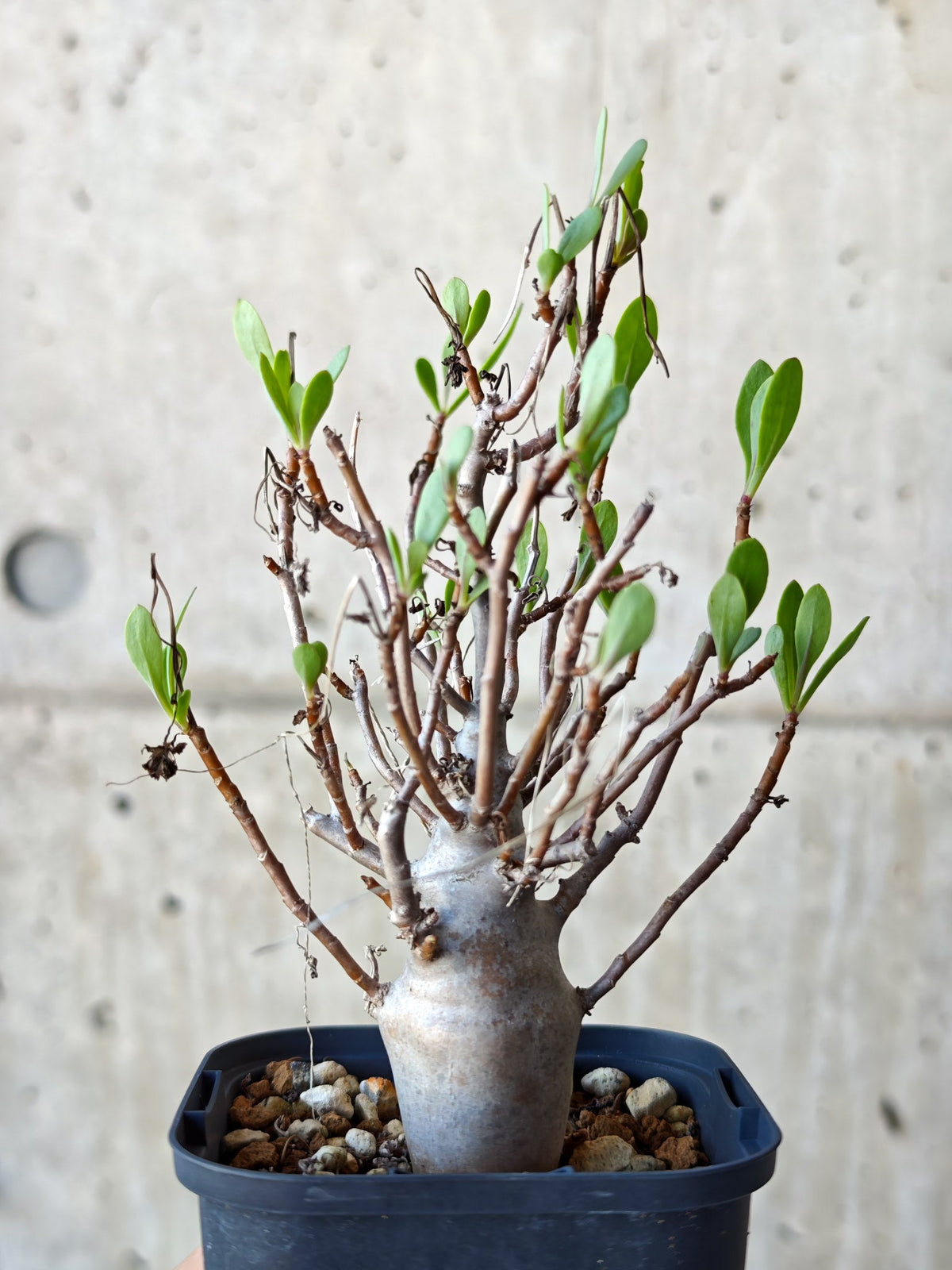 【現品限り】オトンナ・マクロスペルマ 実生 4年以上【N45】 Othonna macrosperma