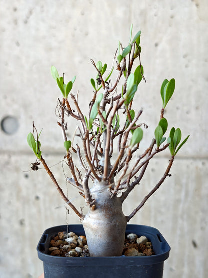 【現品限り】オトンナ・マクロスペルマ 実生 4年以上【N45】 Othonna macrosperma
