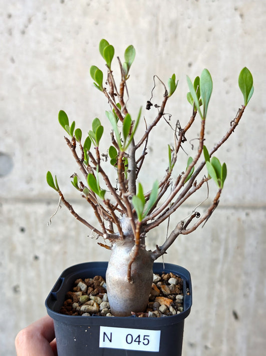 【現品限り】オトンナ・マクロスペルマ 実生 4年以上【N45】 Othonna macrosperma