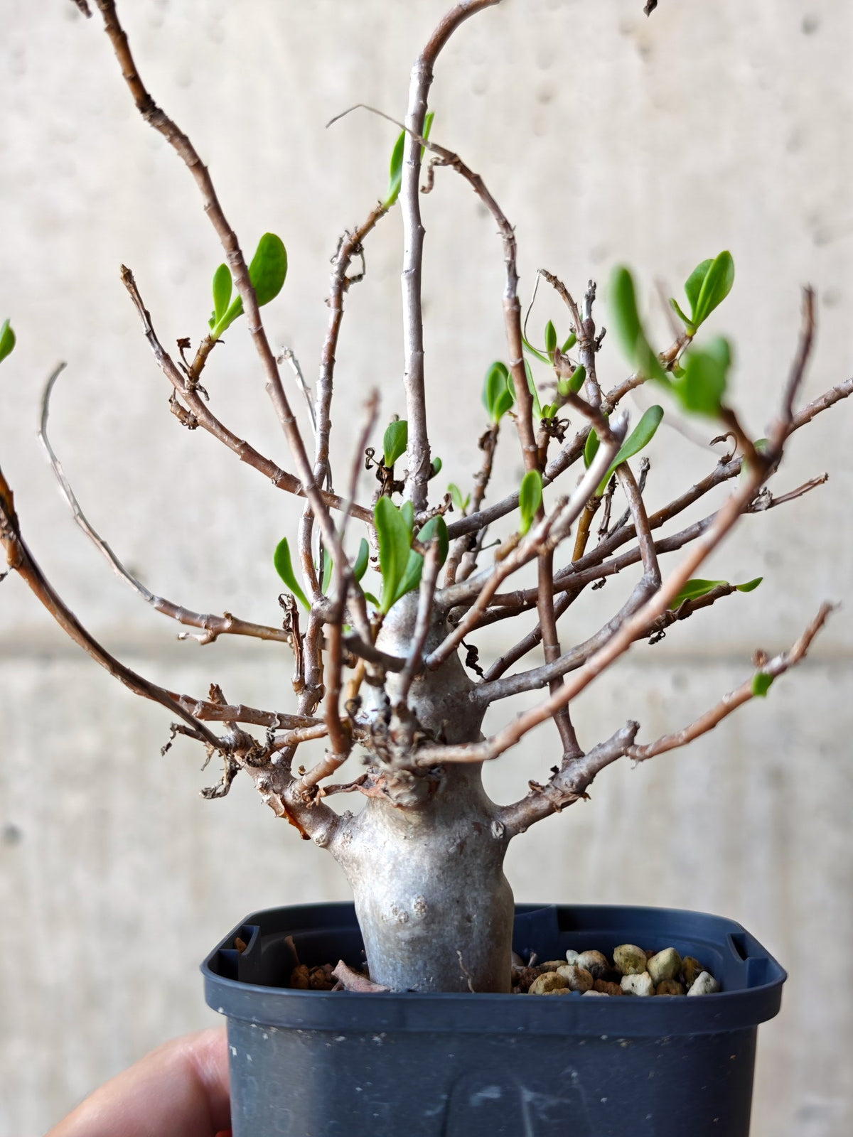 【現品限り】オトンナ・マクロスペルマ 実生 4年以上【N46】 Othonna macrosperma