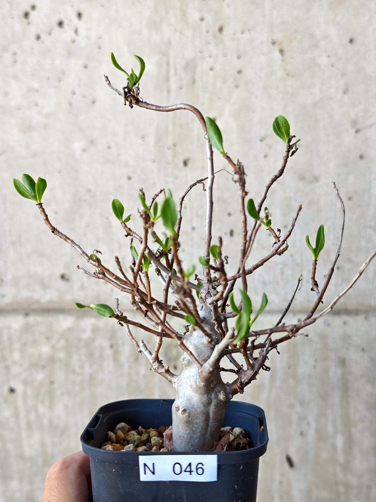 【現品限り】オトンナ・マクロスペルマ 実生 4年以上【N46】 Othonna macrosperma