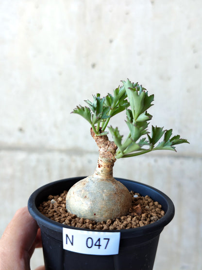 【現品限り】キフォステンマ・ベティフォルメ ナローリーフ 現地株 発根済み【N47】 Cyphostemma betiforme Somalia