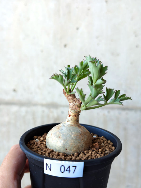 【現品限り】キフォステンマ・ベティフォルメ ナローリーフ 現地株 発根済み【N47】 Cyphostemma betiforme Somalia
