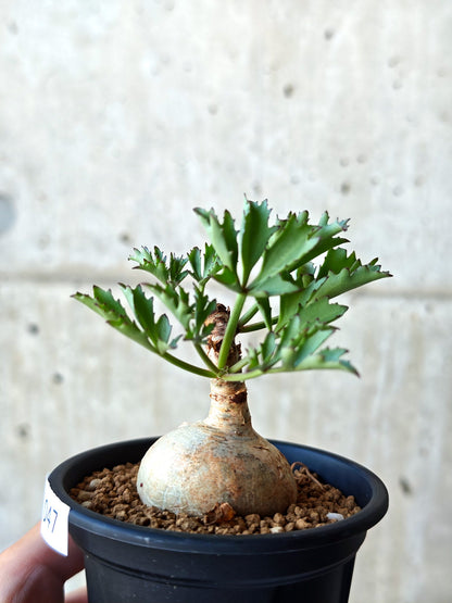 【現品限り】キフォステンマ・ベティフォルメ ナローリーフ 現地株 発根済み【N47】 Cyphostemma betiforme Somalia