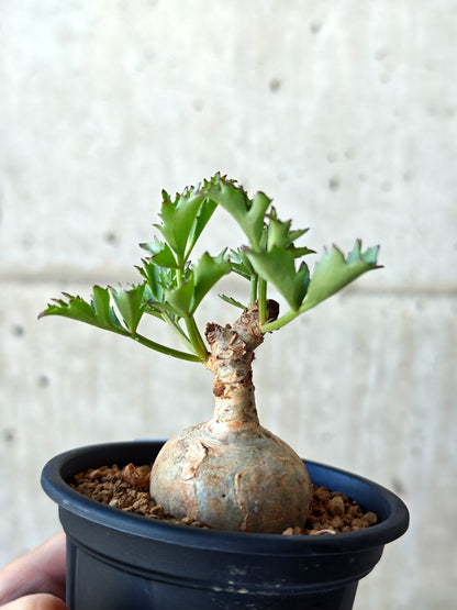 【現品限り】キフォステンマ・ベティフォルメ ナローリーフ 現地株 発根済み【N47】 Cyphostemma betiforme Somalia