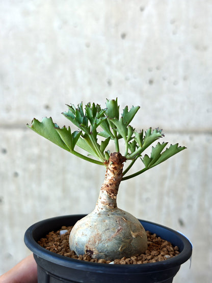 【現品限り】キフォステンマ・ベティフォルメ ナローリーフ 現地株 発根済み【N47】 Cyphostemma betiforme Somalia