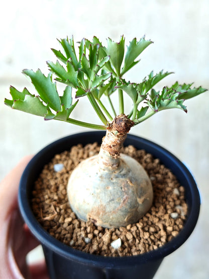 【現品限り】キフォステンマ・ベティフォルメ ナローリーフ 現地株 発根済み【N47】 Cyphostemma betiforme Somalia