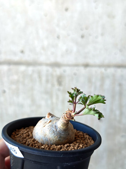 【現品限り】キフォステンマ・ベティフォルメ ナローリーフ 現地株 発根済み【N48】 Cyphostemma betiforme Somalia