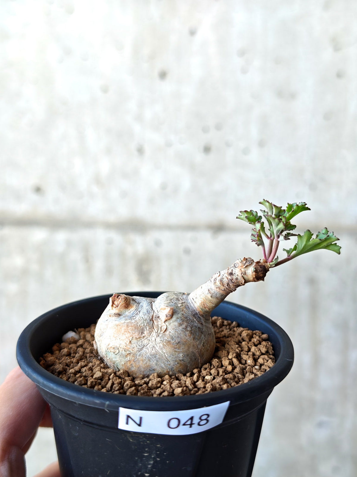 【現品限り】キフォステンマ・ベティフォルメ ナローリーフ 現地株 発根済み【N48】 Cyphostemma betiforme Somalia