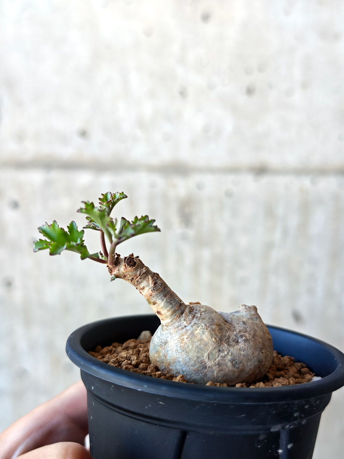 【現品限り】キフォステンマ・ベティフォルメ ナローリーフ 現地株 発根済み【N48】 Cyphostemma betiforme Somalia