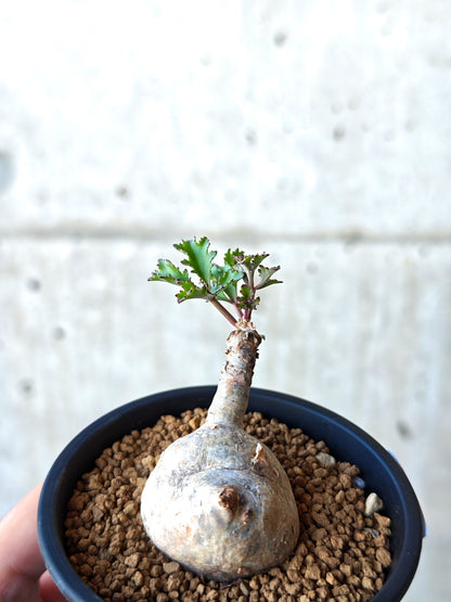 【現品限り】キフォステンマ・ベティフォルメ ナローリーフ 現地株 発根済み【N48】 Cyphostemma betiforme Somalia