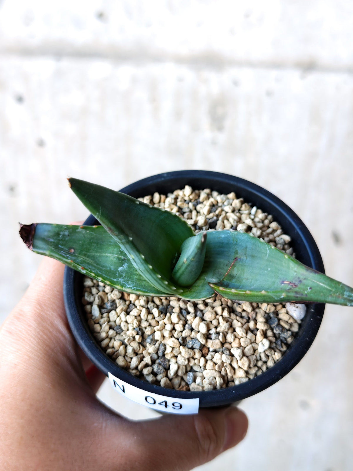 【現品限り】アロエ・パベルカエ 実生【N49】 Aloe pavelkae