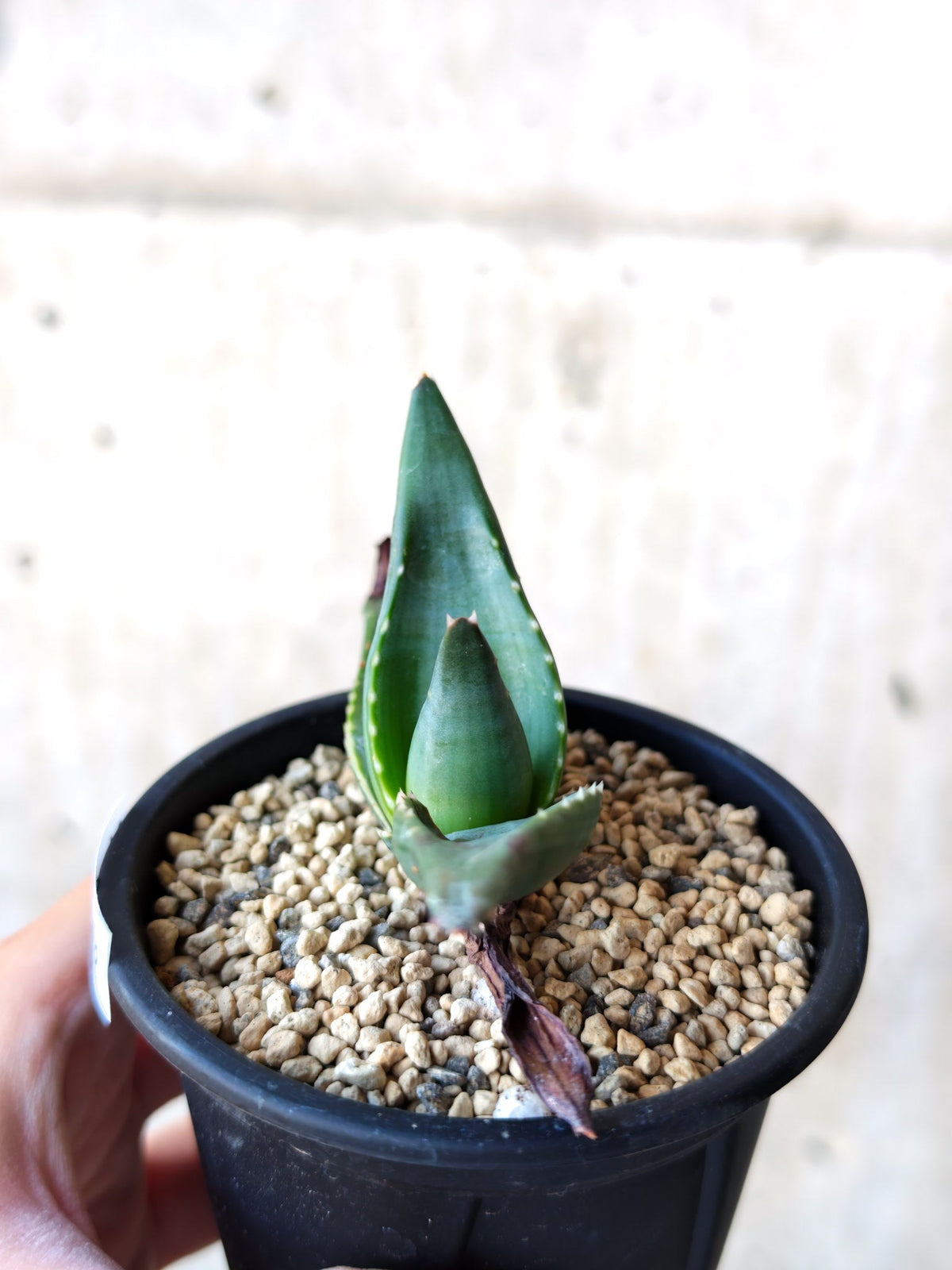 【現品限り】アロエ・パベルカエ 実生【N49】 Aloe pavelkae
