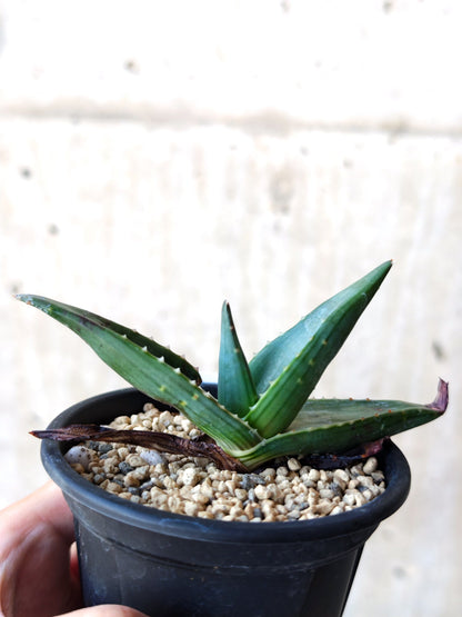 【現品限り】アロエ・パベルカエ 実生【N49】 Aloe pavelkae