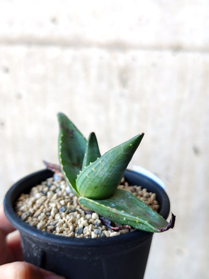 【現品限り】アロエ・パベルカエ 実生【N49】 Aloe pavelkae