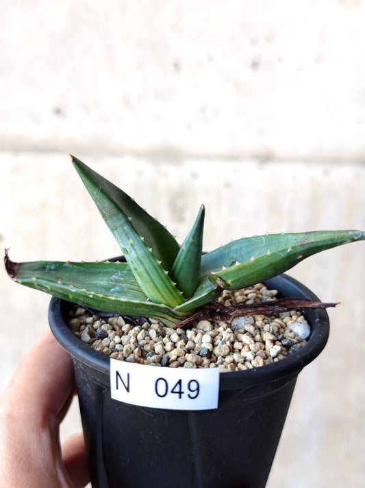 【現品限り】アロエ・パベルカエ 実生【N49】 Aloe pavelkae