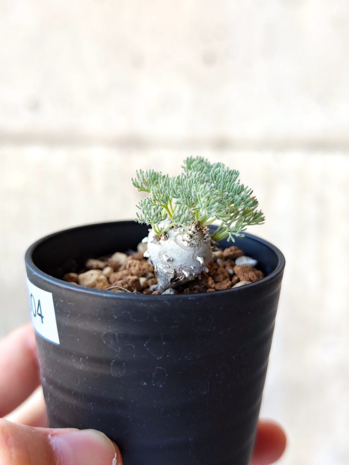 【現品限り】モンソニア・ぺニクリナム 実生【N4】 Monsonia peniculinum