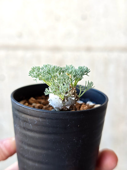 【現品限り】モンソニア・ぺニクリナム 実生【N4】 Monsonia peniculinum