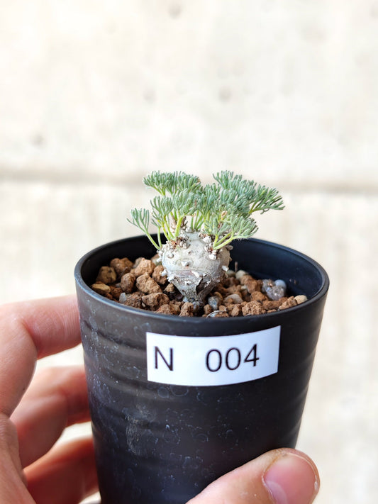 【現品限り】モンソニア・ぺニクリナム 実生【N4】 Monsonia peniculinum
