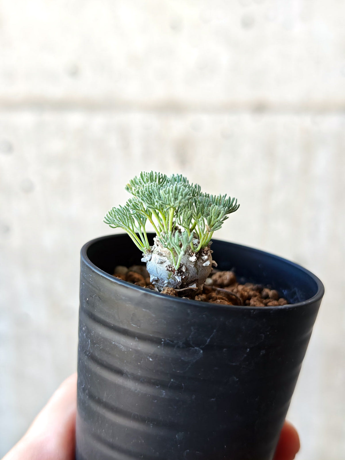 【現品限り】モンソニア・ぺニクリナム 実生【N4】 Monsonia peniculinum