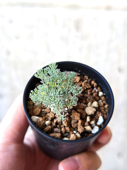 【現品限り】モンソニア・ぺニクリナム 実生【N4】 Monsonia peniculinum