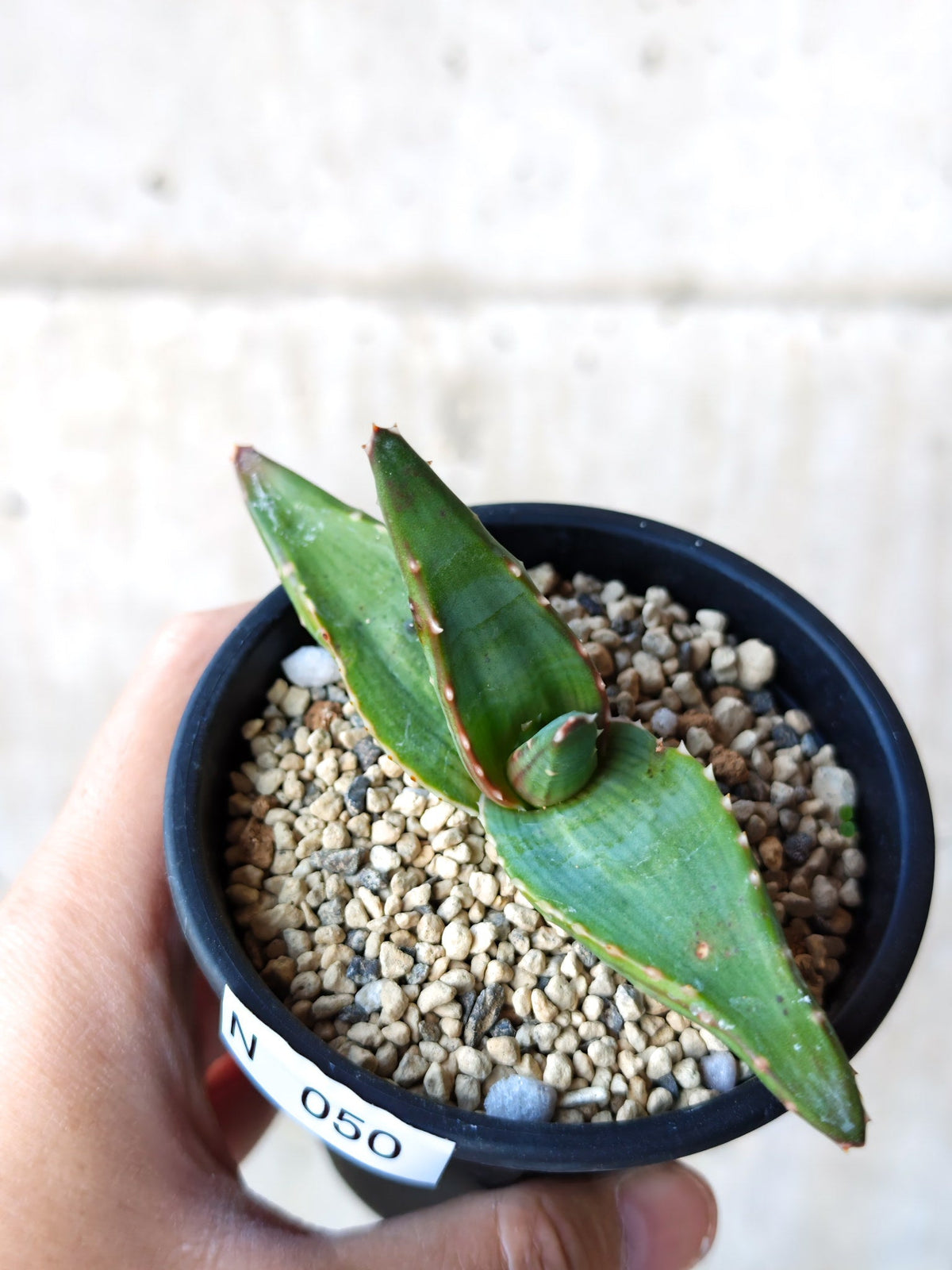 【現品限り】アロエ・パベルカエ 実生【N50】 Aloe pavelkae