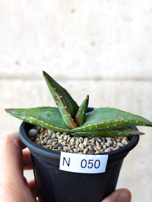 【現品限り】アロエ・パベルカエ 実生【N50】 Aloe pavelkae