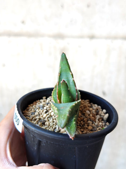 【現品限り】アロエ・パベルカエ 実生【N50】 Aloe pavelkae