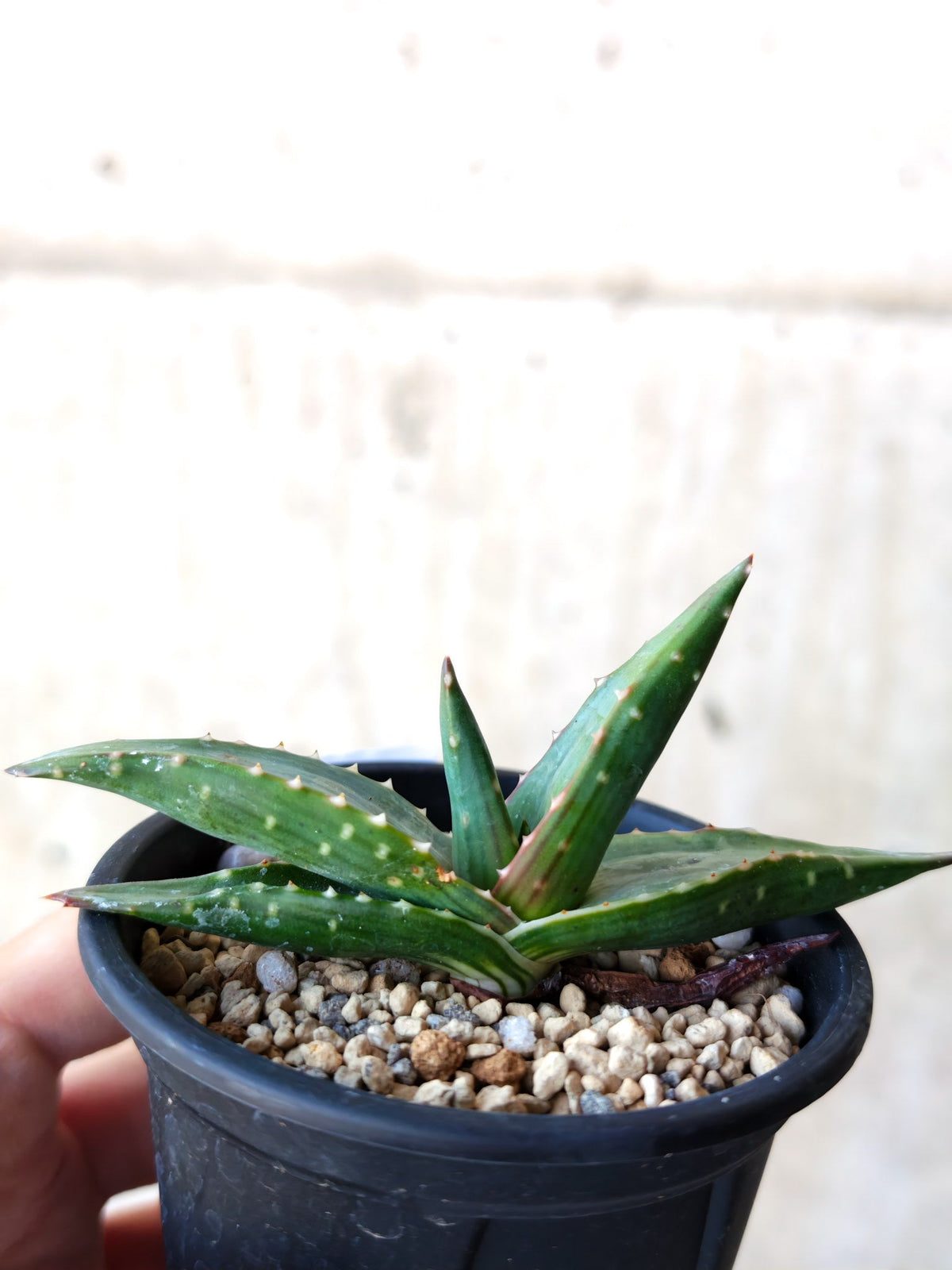【現品限り】アロエ・パベルカエ 実生【N50】 Aloe pavelkae