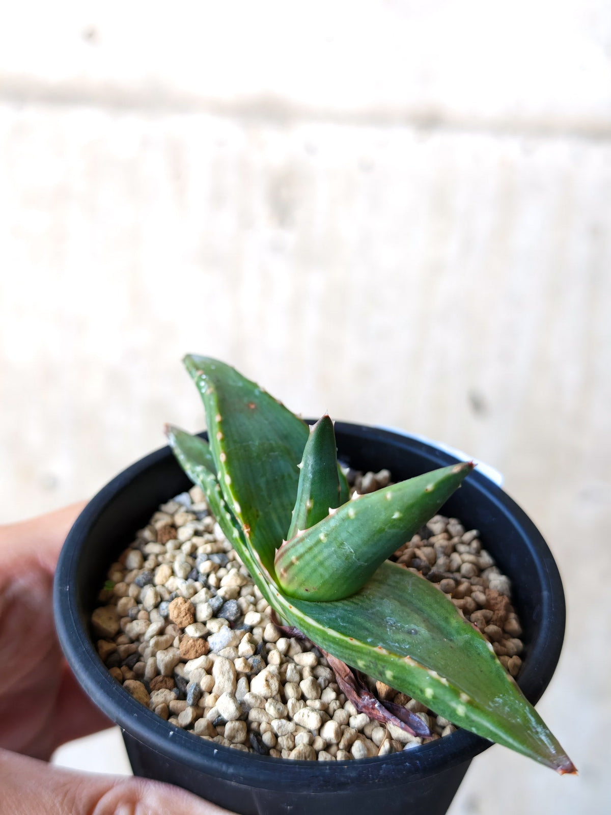 【現品限り】アロエ・パベルカエ 実生【N50】 Aloe pavelkae