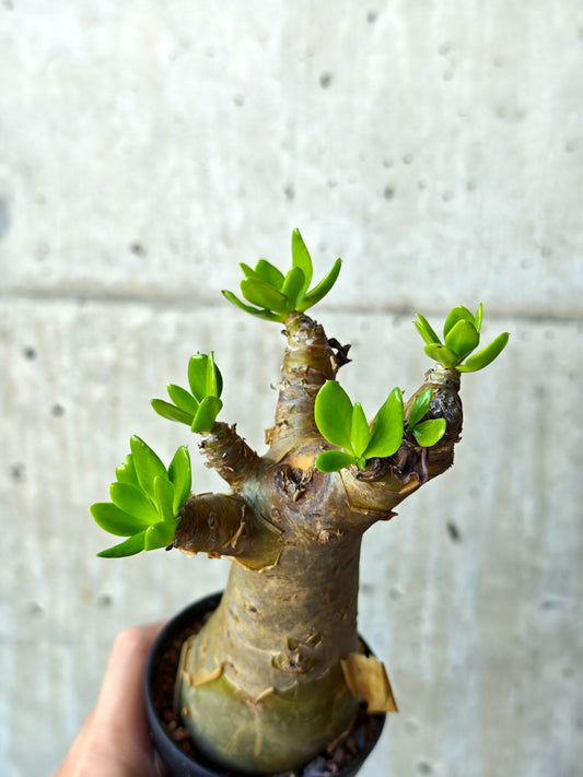 【現品限り】チレコドン・パニクラータス 実生【N51】 Tylecodon paniculatus