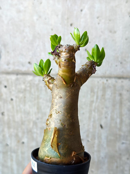 【現品限り】チレコドン・パニクラータス 実生【N51】 Tylecodon paniculatus