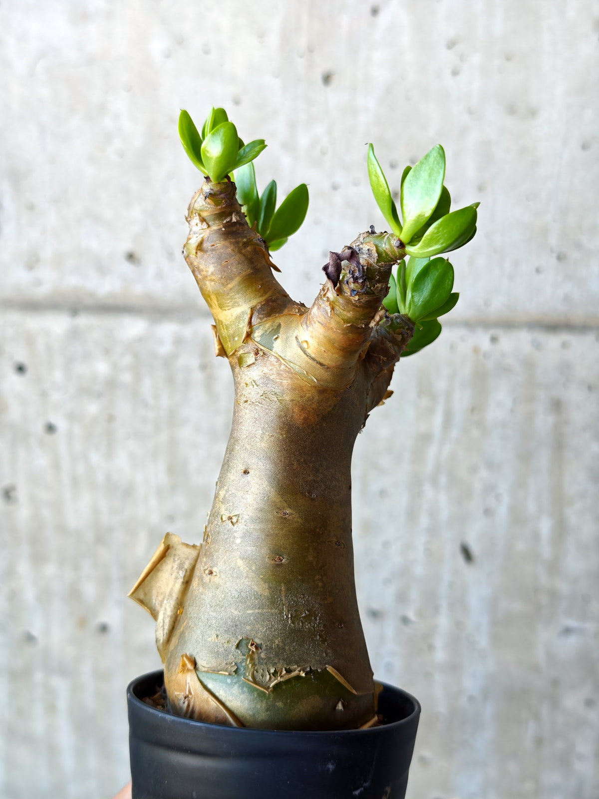【現品限り】チレコドン・パニクラータス 実生【N51】 Tylecodon paniculatus