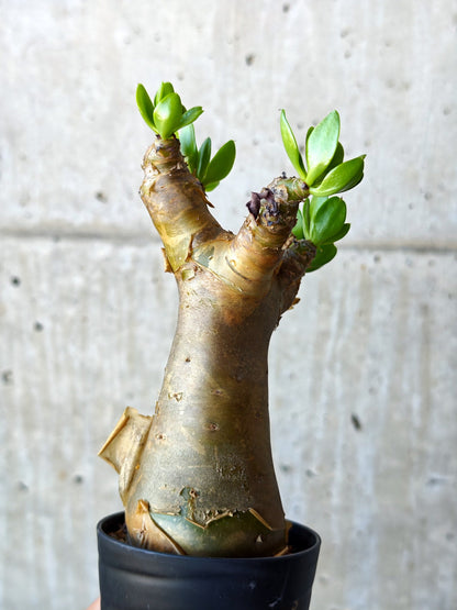 【現品限り】チレコドン・パニクラータス 実生【N51】 Tylecodon paniculatus