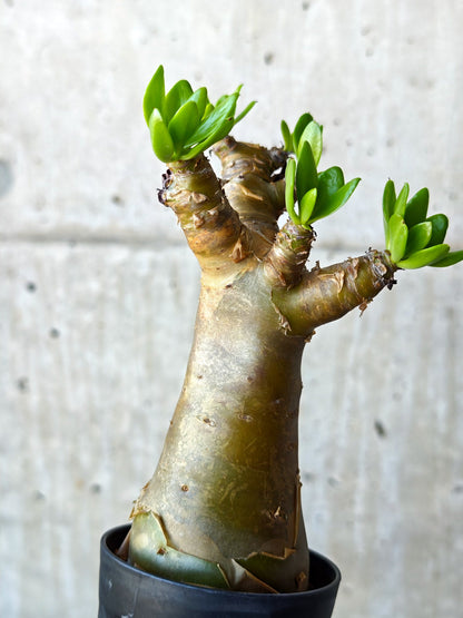 【現品限り】チレコドン・パニクラータス 実生【N51】 Tylecodon paniculatus