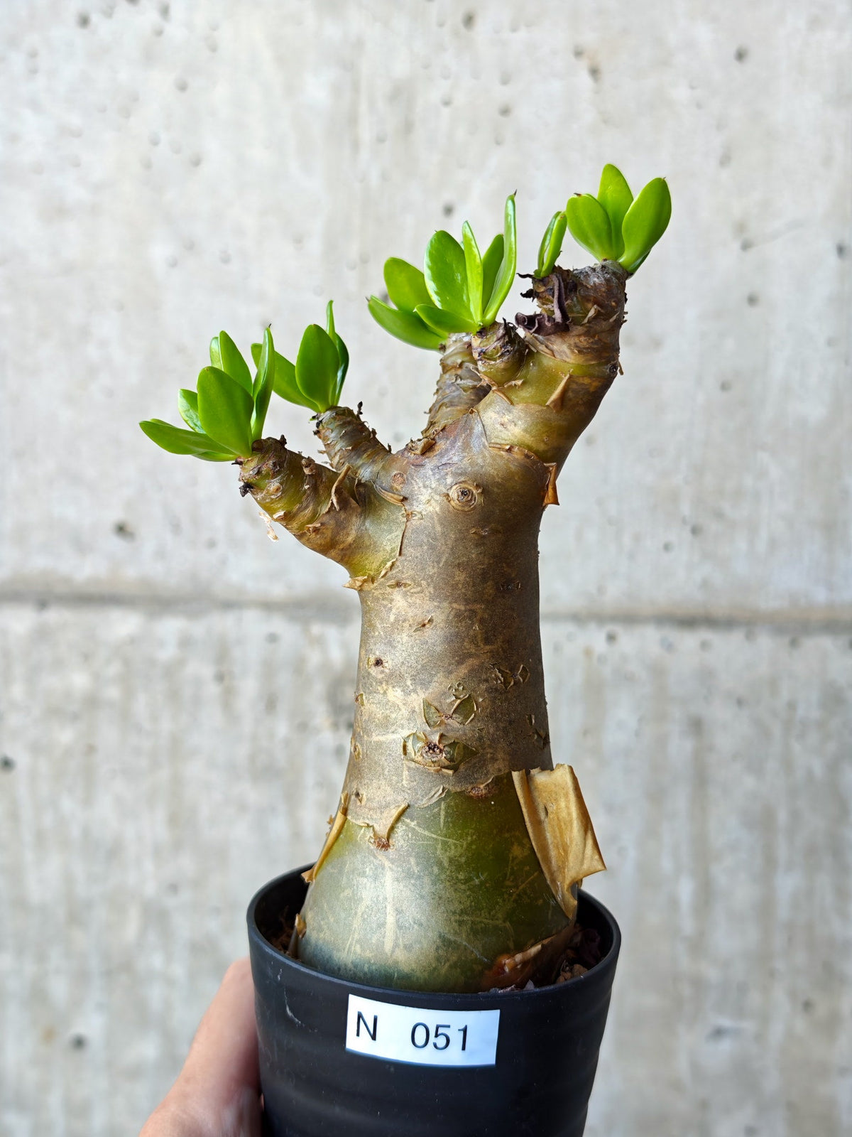 【現品限り】チレコドン・パニクラータス 実生【N51】 Tylecodon paniculatus