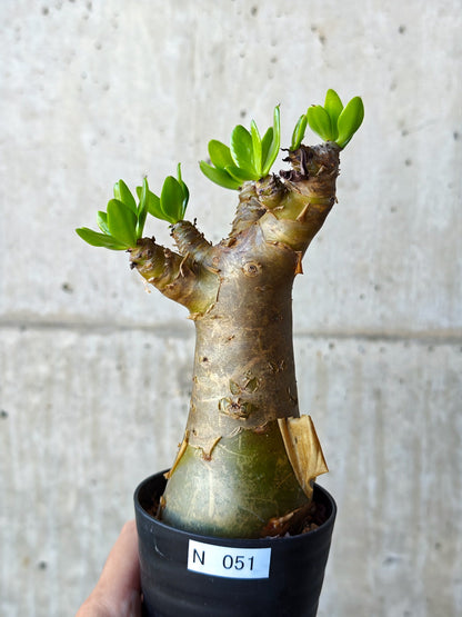【現品限り】チレコドン・パニクラータス 実生【N51】 Tylecodon paniculatus