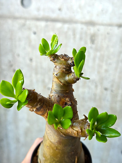 【現品限り】チレコドン・パニクラータス 実生【N51】 Tylecodon paniculatus