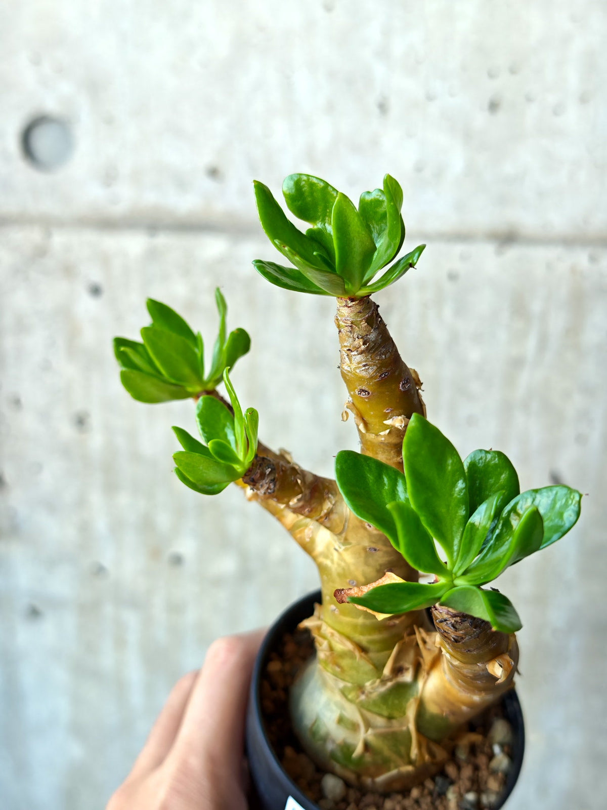 【現品限り】チレコドン・パニクラータス 実生【N52】 Tylecodon paniculatus