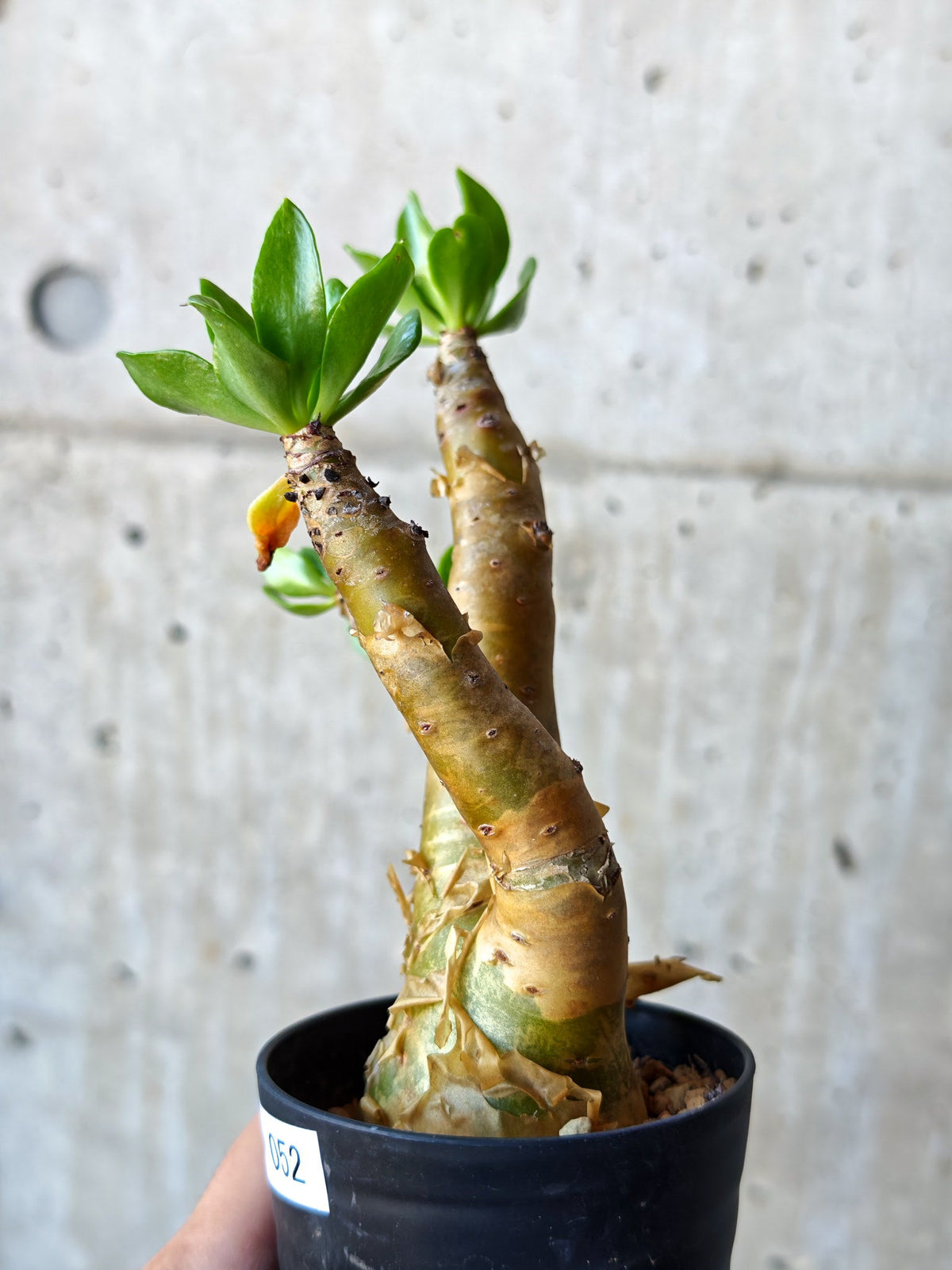 【現品限り】チレコドン・パニクラータス 実生【N52】 Tylecodon paniculatus
