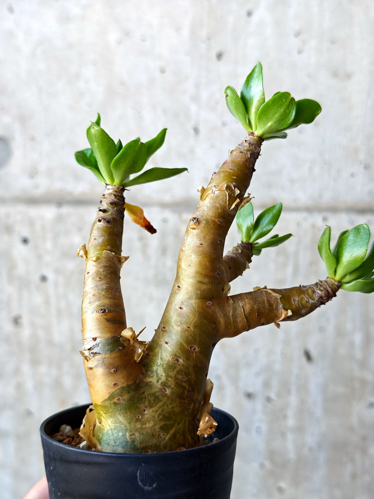 【現品限り】チレコドン・パニクラータス 実生【N52】 Tylecodon paniculatus