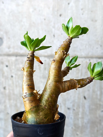 【現品限り】チレコドン・パニクラータス 実生【N52】 Tylecodon paniculatus