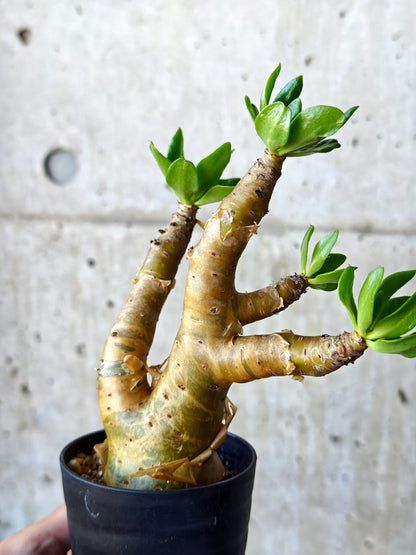 【現品限り】チレコドン・パニクラータス 実生【N52】 Tylecodon paniculatus