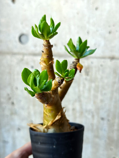 【現品限り】チレコドン・パニクラータス 実生【N52】 Tylecodon paniculatus