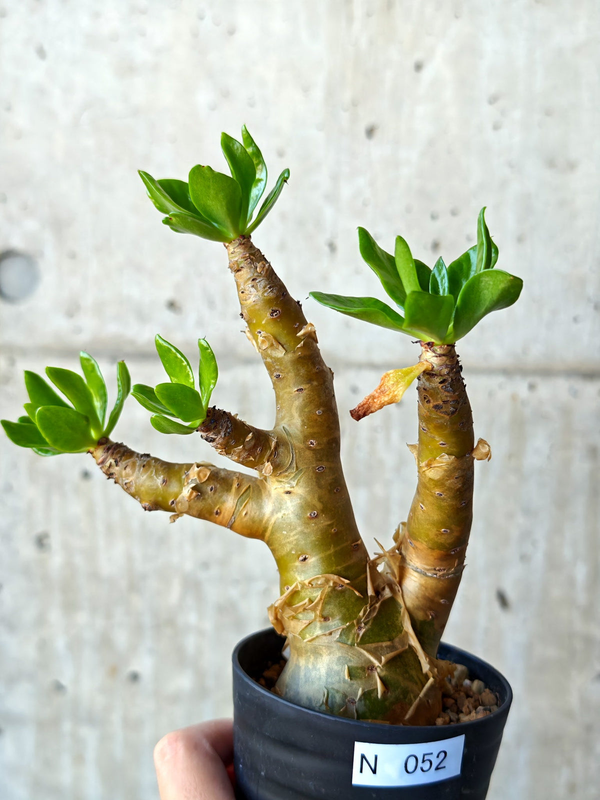 【現品限り】チレコドン・パニクラータス 実生【N52】 Tylecodon paniculatus