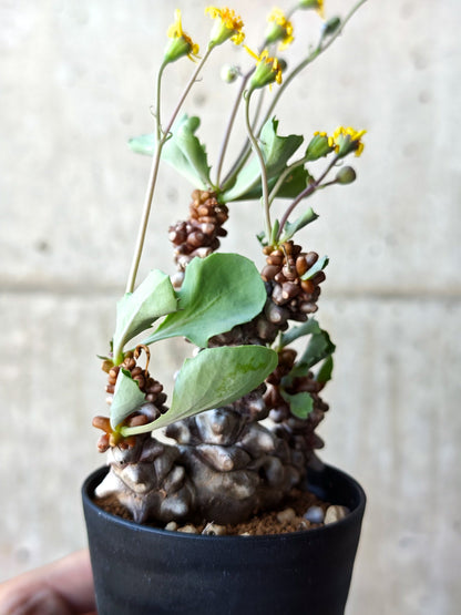 【現品限り】オトンナ・ヘレー 蛮鬼塔 実生【N53】 Othonna herrei