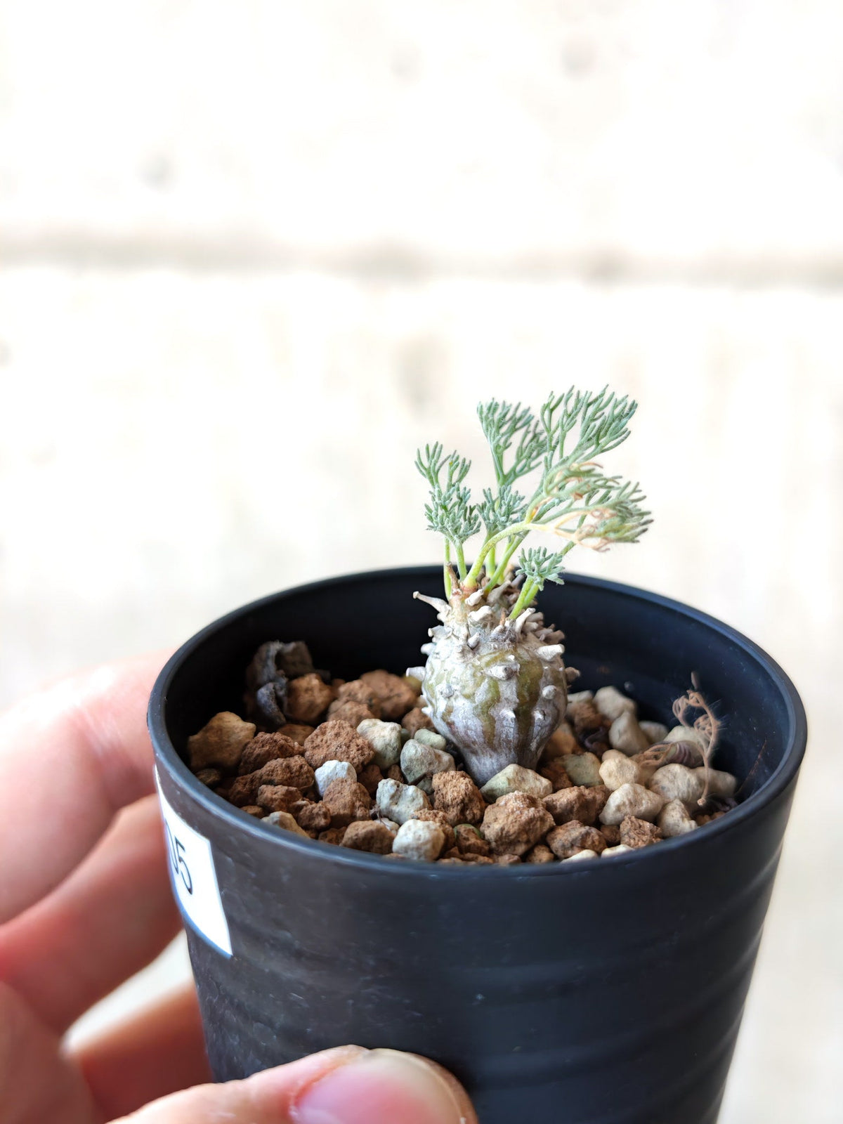 【現品限り】モンソニア・ぺニクリナム 実生【N5】 Monsonia peniculinum