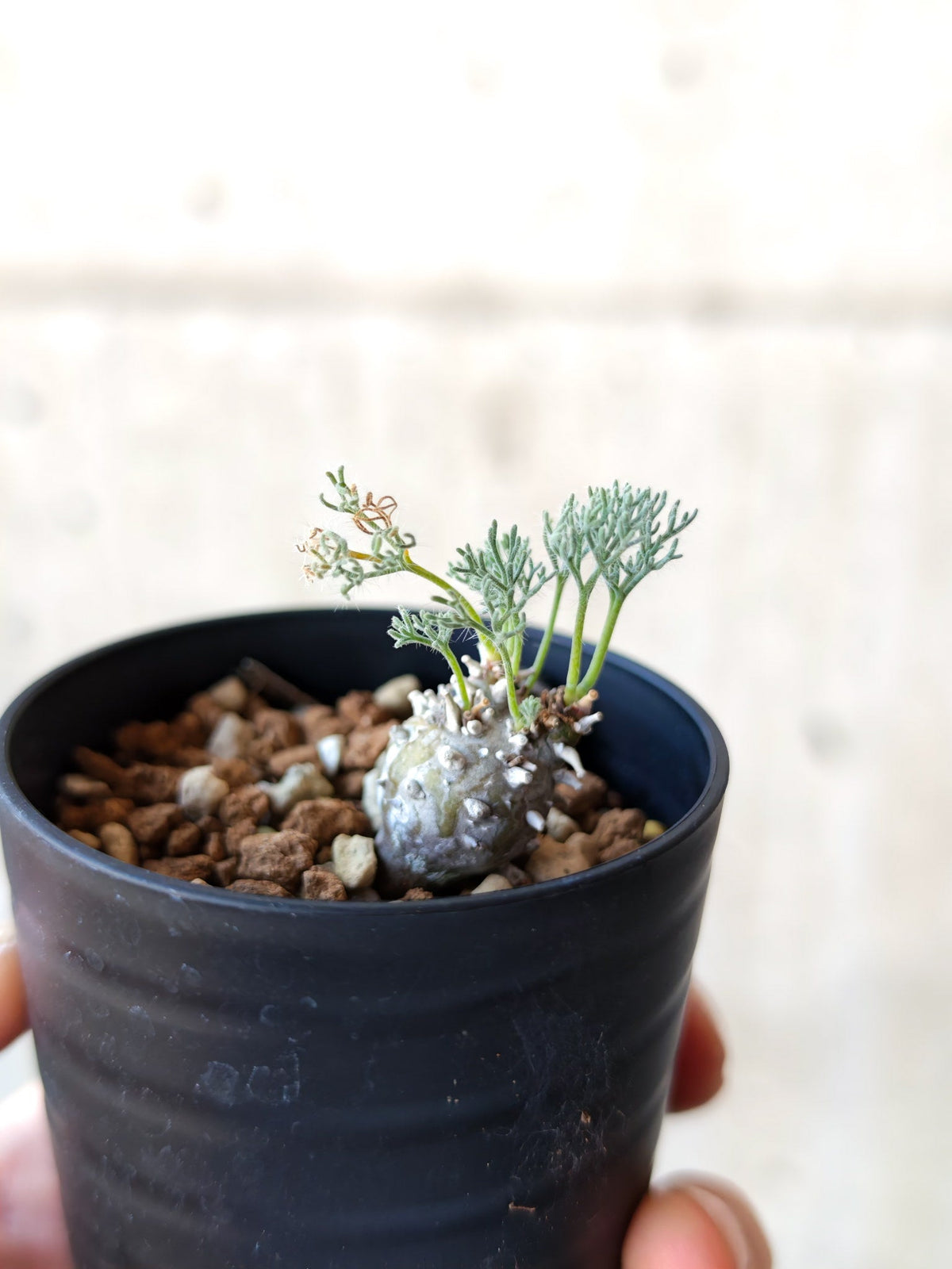 【現品限り】モンソニア・ぺニクリナム 実生【N5】 Monsonia peniculinum